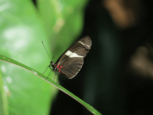 Photography of a butterfly