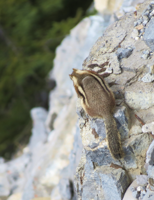 Photography of a chipmunk