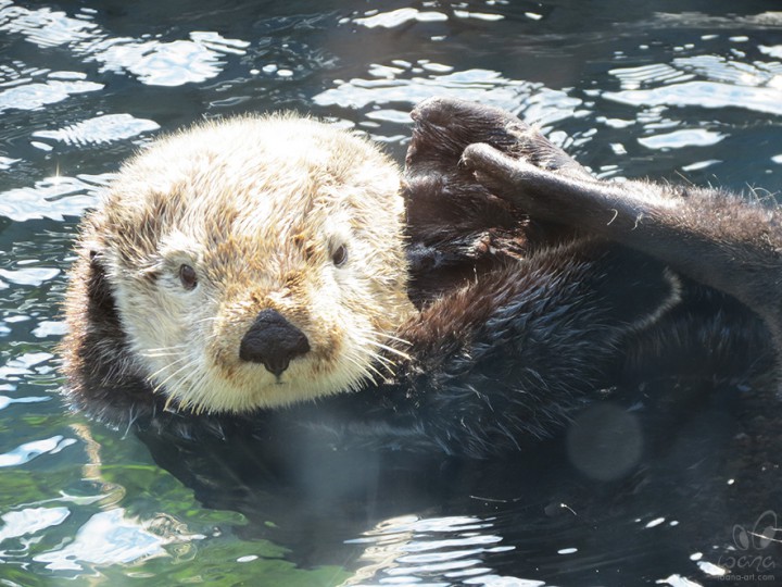 Vacouver Otter